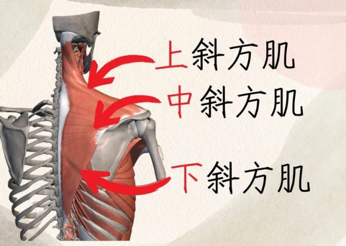 斜方肌訓練器材