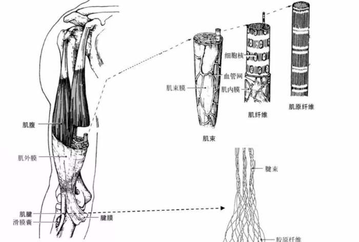增肌一天要吃多少碳水