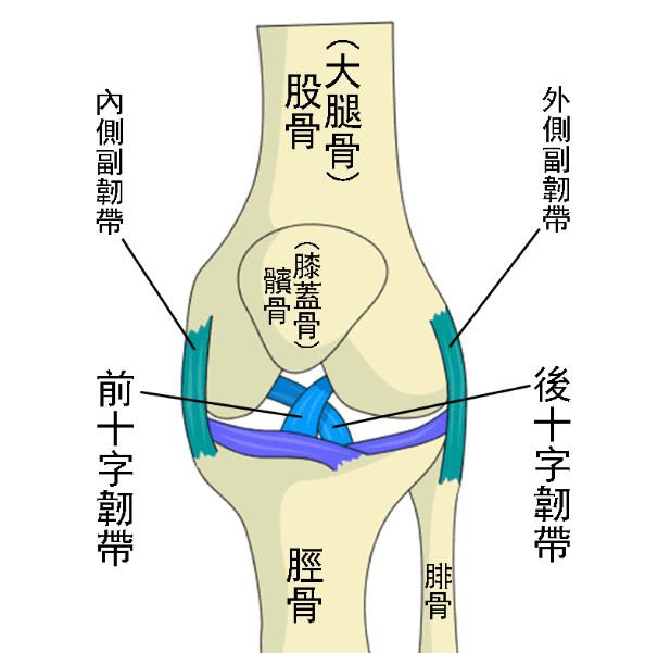 膝蓋韌帶有哪些