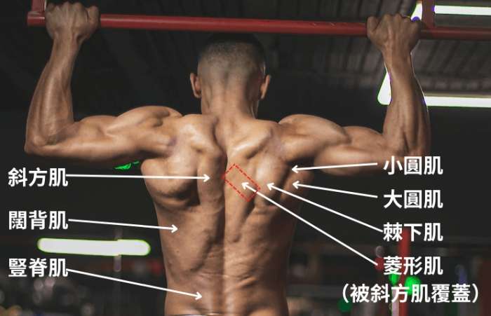 背闊肌訓練方法