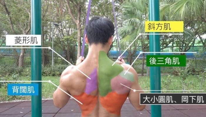 背闊肌訓練好處